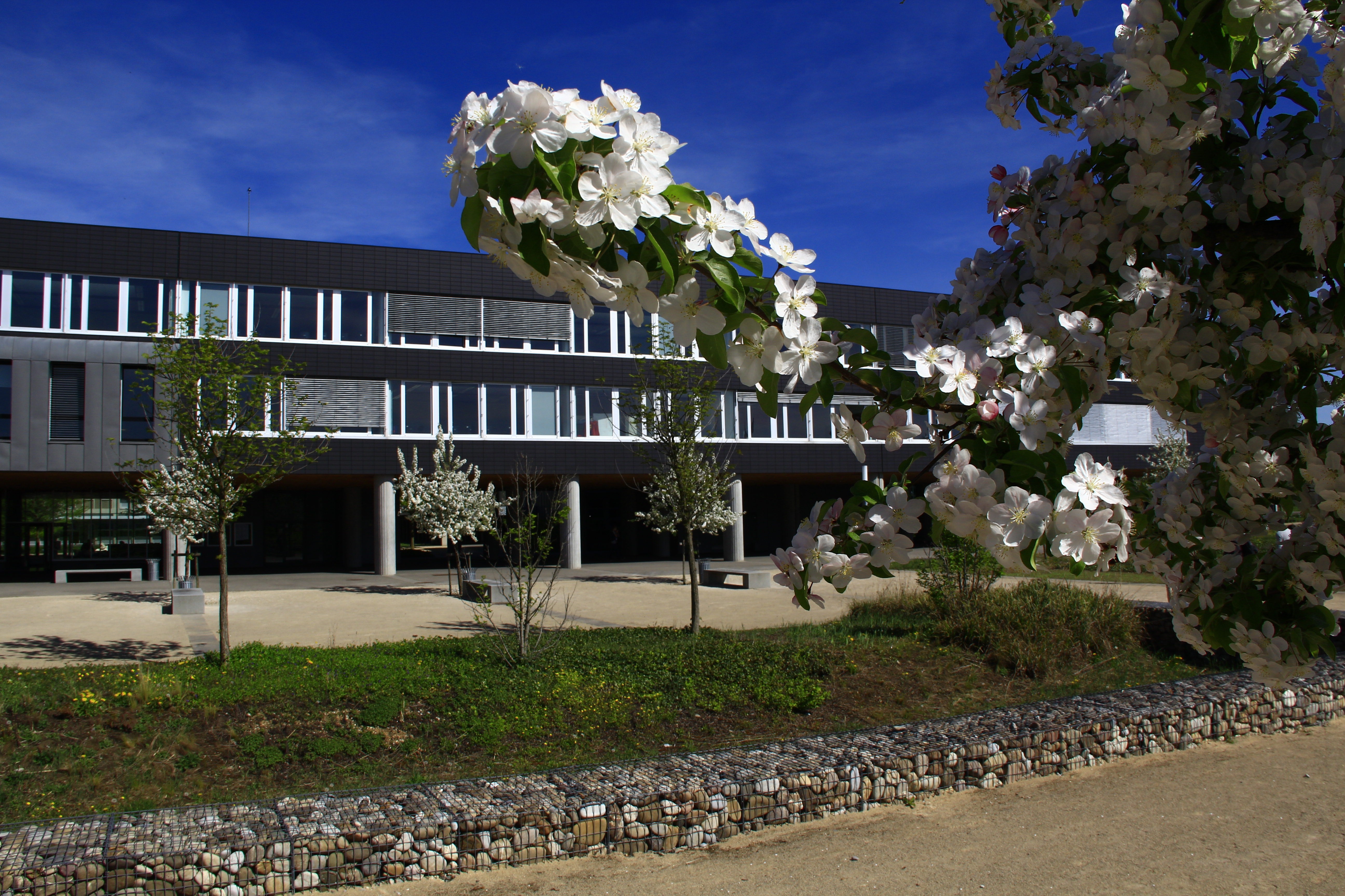 Vue du batiment E avec branche de pommier